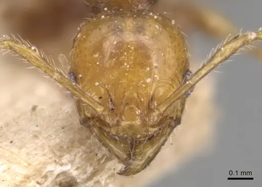 Pheidole variabilis specimen CASENT0904298 image casent0904298_3