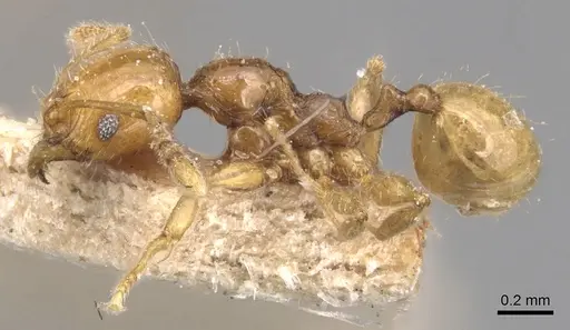 Pheidole variabilis specimen CASENT0904298 image casent0904298_4