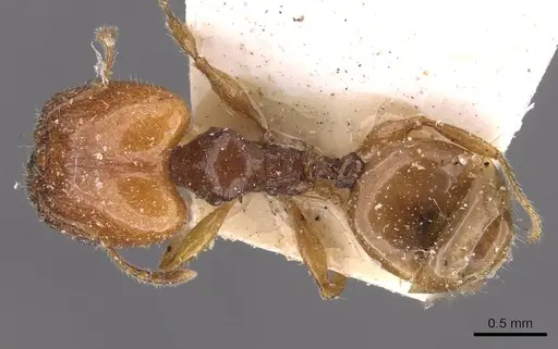 Pheidole variabilis specimen CASENT0908066 image casent0908066_1