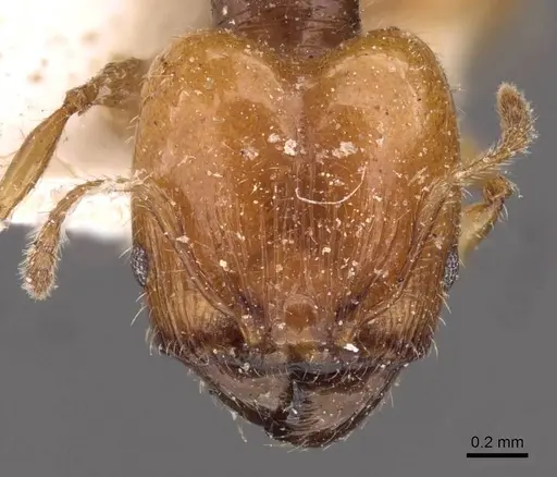 Pheidole variabilis specimen CASENT0908066 image casent0908066_2