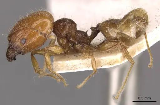 Pheidole variabilis specimen CASENT0908066 image casent0908066_3