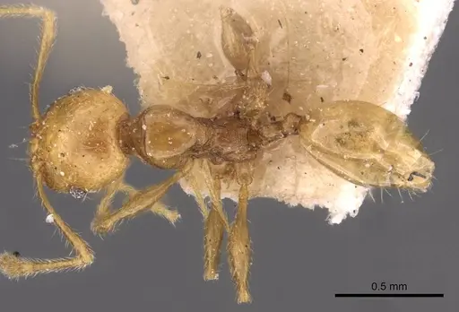 Pheidole variabilis specimen CASENT0908067 image casent0908067_1