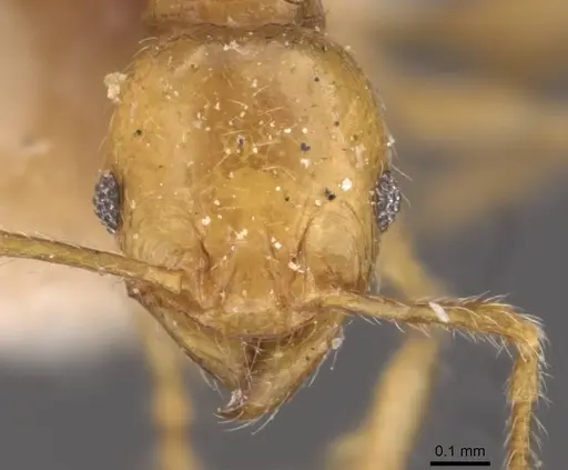 Pheidole variabilis specimen CASENT0908067 image casent0908067_2