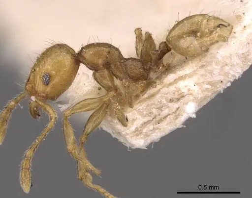 Pheidole variabilis specimen CASENT0908067 image casent0908067_3