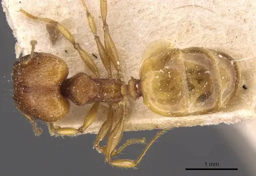 Pheidole variabilis specimen CASENT0908068 image casent0908068_1