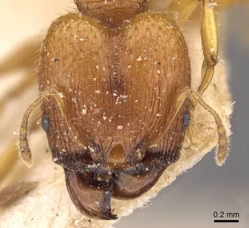 Pheidole variabilis specimen CASENT0908068 image casent0908068_2