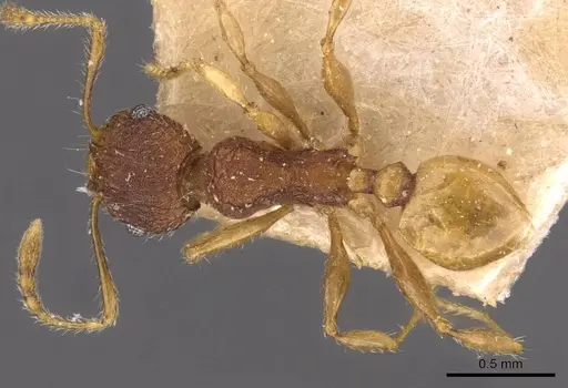 Pheidole variabilis specimen CASENT0908069 image casent0908069_1