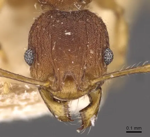 Pheidole variabilis specimen CASENT0908069 image casent0908069_2