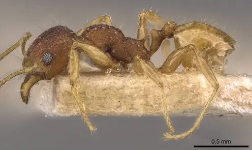 Pheidole variabilis specimen CASENT0908069 image casent0908069_3