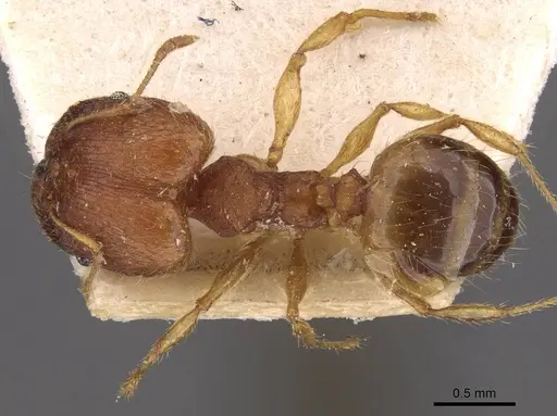 Pheidole variabilis specimen CASENT0908070 image casent0908070_1