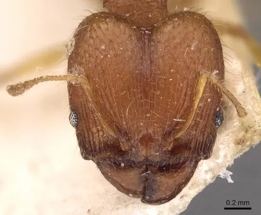 Pheidole variabilis specimen CASENT0908070 image casent0908070_2