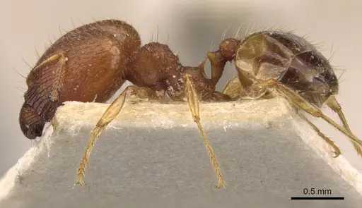 Pheidole variabilis specimen CASENT0908070 image casent0908070_3