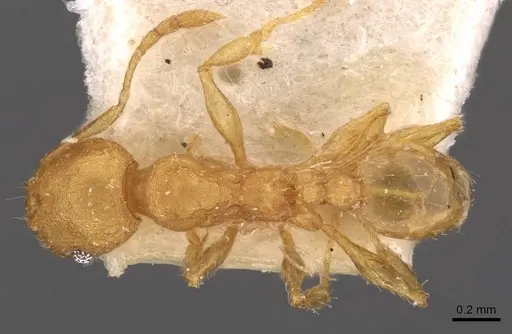 Pheidole variabilis specimen CASENT0908071 image casent0908071_1