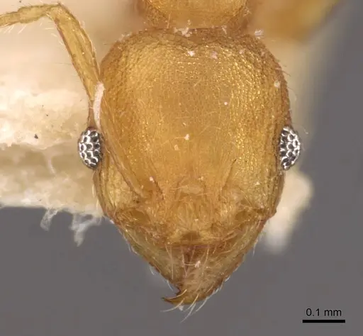 Pheidole variabilis specimen CASENT0908071 image casent0908071_2