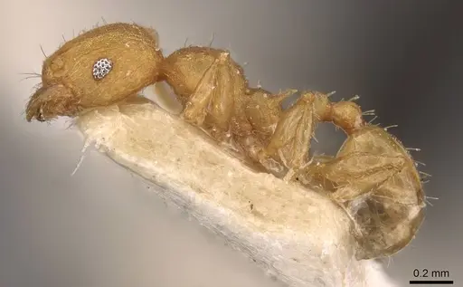 Pheidole variabilis specimen CASENT0908071 image casent0908071_3