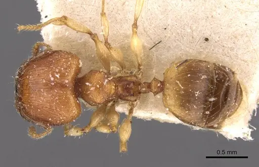 Pheidole variabilis specimen CASENT0908072 image casent0908072_1