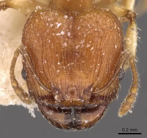Pheidole variabilis specimen CASENT0908072 image casent0908072_2