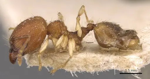Pheidole variabilis specimen CASENT0908072 image casent0908072_3