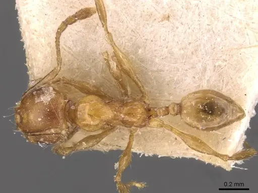 Pheidole variabilis specimen CASENT0908073 image casent0908073_1