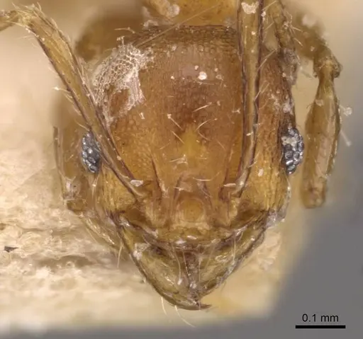 Pheidole variabilis specimen CASENT0908073 image casent0908073_2