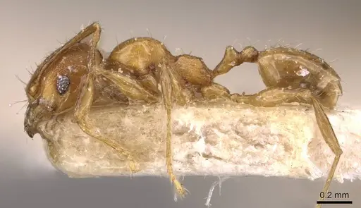 Pheidole variabilis specimen CASENT0908073 image casent0908073_3