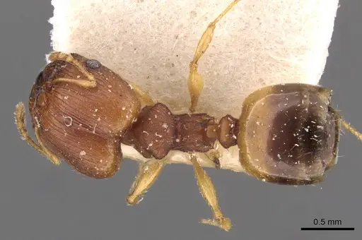 Pheidole variabilis specimen CASENT0908074 image casent0908074_1