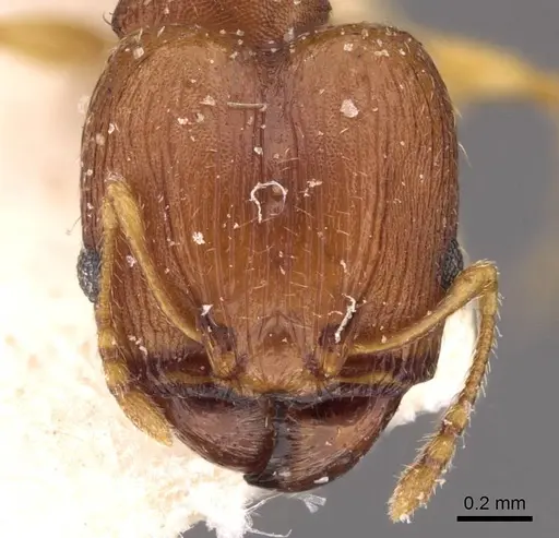 Pheidole variabilis specimen CASENT0908074 image casent0908074_2
