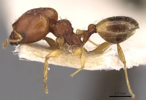 Pheidole variabilis specimen CASENT0908074 image casent0908074_3