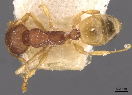 Pheidole variabilis specimen CASENT0908075 image casent0908075_1