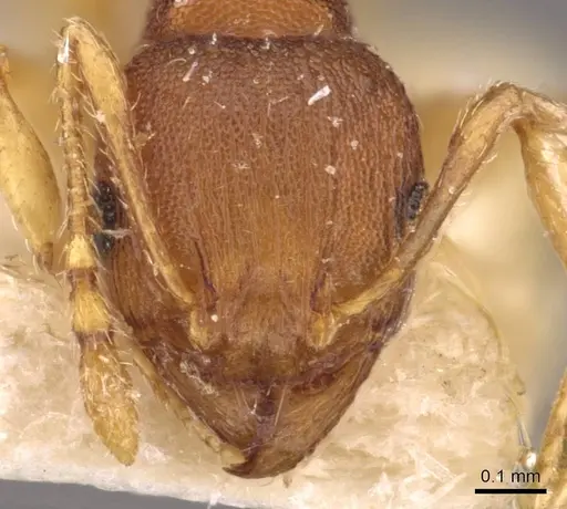 Pheidole variabilis specimen CASENT0908075 image casent0908075_2