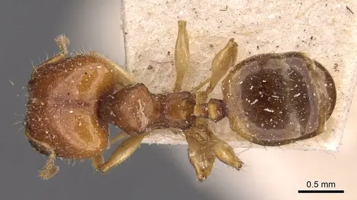 Pheidole variabilis specimen CASENT0908076 image casent0908076_1