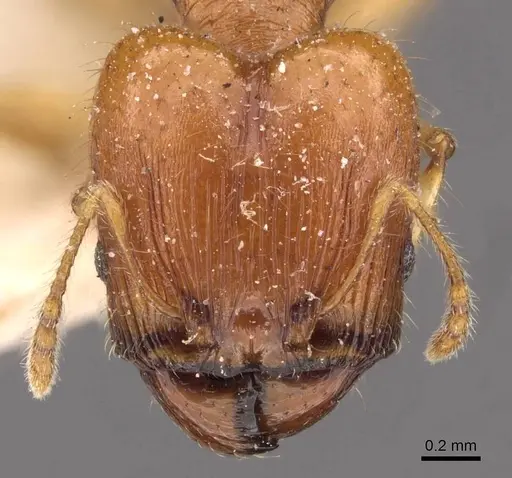 Pheidole variabilis specimen CASENT0908076 image casent0908076_2