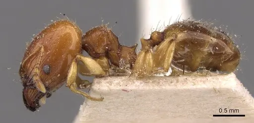 Pheidole variabilis specimen CASENT0908076 image casent0908076_3