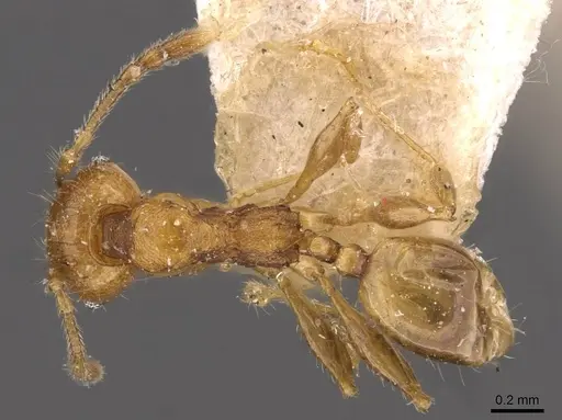 Pheidole variabilis specimen CASENT0908077 image casent0908077_1