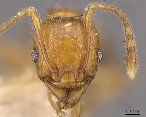 Pheidole variabilis specimen CASENT0908077 image casent0908077_2