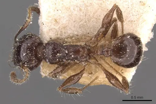 Pheidole variabilis specimen CASENT0908078 image casent0908078_1