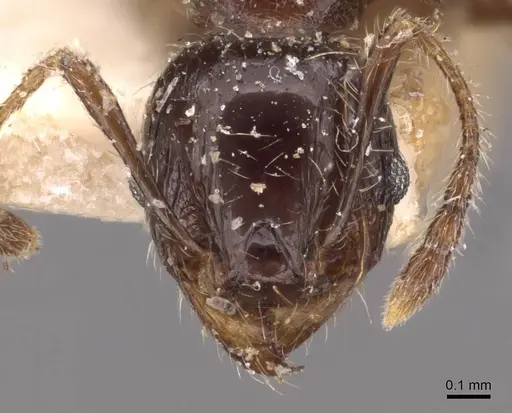 Pheidole variabilis specimen CASENT0908078 image casent0908078_2