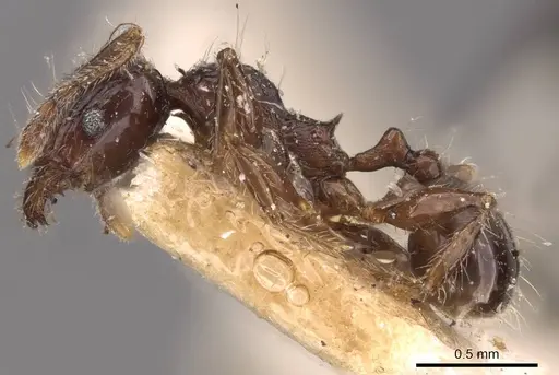 Pheidole variabilis specimen CASENT0908078 image casent0908078_3