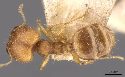 Pheidole variabilis specimen CASENT0908079 image casent0908079_1