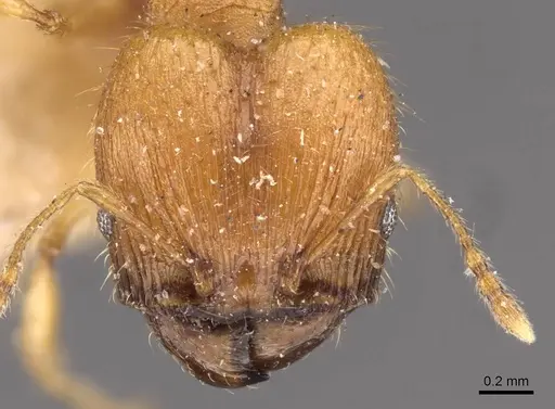 Pheidole variabilis specimen CASENT0908079 image casent0908079_2