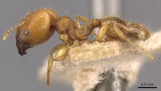 Pheidole variabilis specimen CASENT0908079 image casent0908079_3
