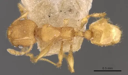 Pheidole variabilis specimen CASENT0908080 image casent0908080_1