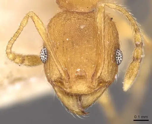 Pheidole variabilis specimen CASENT0908080 image casent0908080_2
