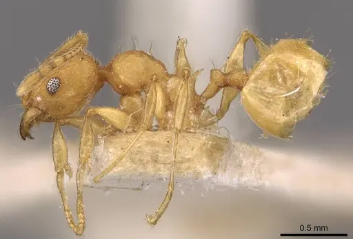 Pheidole variabilis specimen CASENT0908080 image casent0908080_3