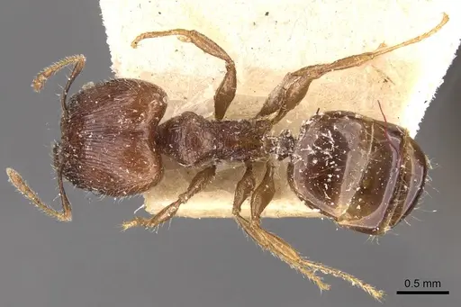 Pheidole variabilis specimen CASENT0908081 image casent0908081_1
