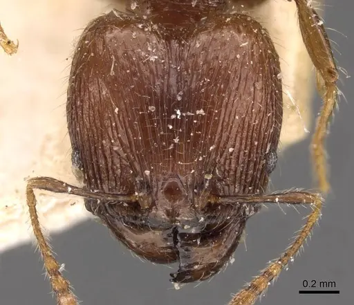 Pheidole variabilis specimen CASENT0908081 image casent0908081_2