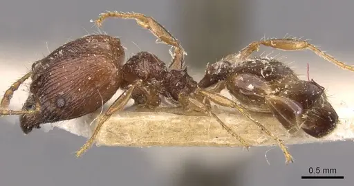 Pheidole variabilis specimen CASENT0908081 image casent0908081_3