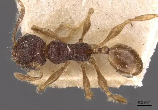 Pheidole variabilis specimen CASENT0908082 image casent0908082_1