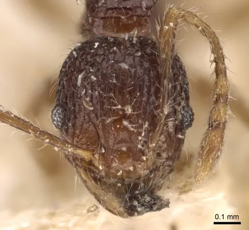 Pheidole variabilis specimen CASENT0908082 image casent0908082_2