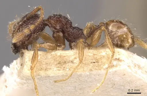 Pheidole variabilis specimen CASENT0908082 image casent0908082_3